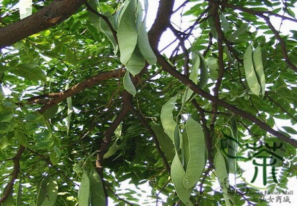 Gleditsia Sinensis, Chinese Honey Locust Seed 300 PCS, Tree Seeds Zaojiashu