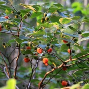 Fructus Broussonetiae, Paper Mulberry Seed 2000 PCS, Tree Seeds Chushizi