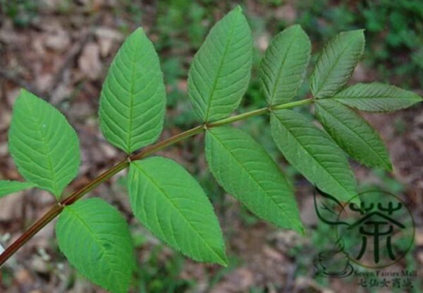 Fraxinus Mandschurica, Manchurian Ash Seed 500 PCS, Tree Seeds Shuiquliu - Image 4