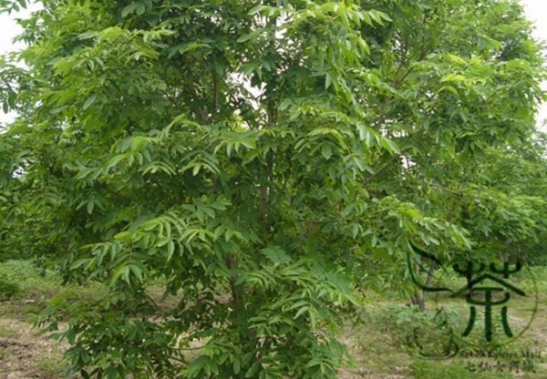 Fraxinus Mandschurica, Manchurian Ash Seed 500 PCS, Tree Seeds Shuiquliu - Image 7