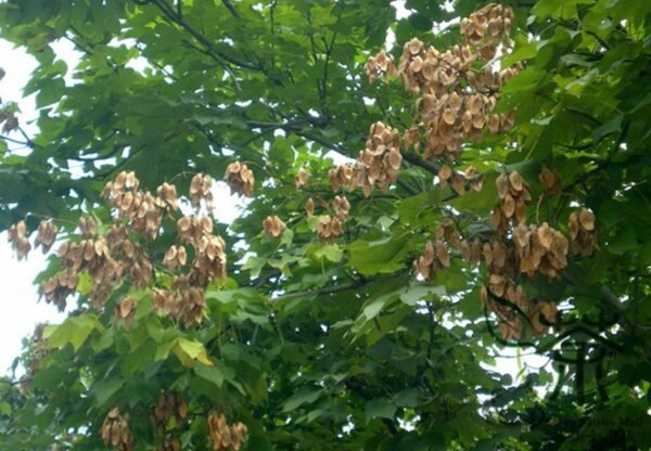 Firmiana Simplex, Chinese Parasol Tree Seed 500 PCS, Qingtong - Image 8