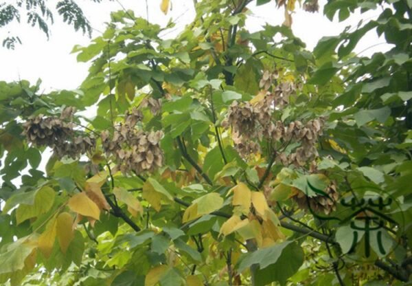 Firmiana Simplex, Chinese Parasol Tree Seed 500 PCS, Qingtong - Image 9