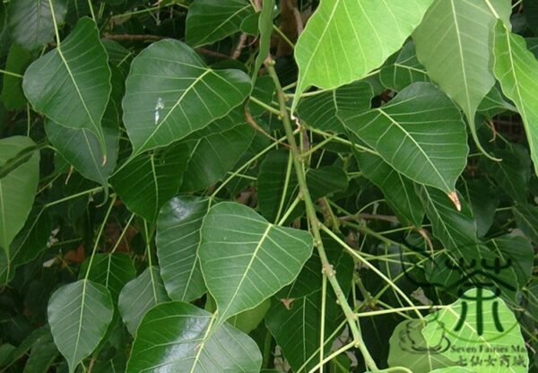 Ficus Religiosa, Sacred Fig Seed 50 PCS, Bodhi Tree Seeds Putishu