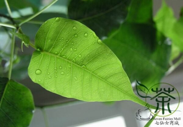 Ficus Religiosa, Sacred Fig Seed 50 PCS, Bodhi Tree Seeds Putishu - Image 3