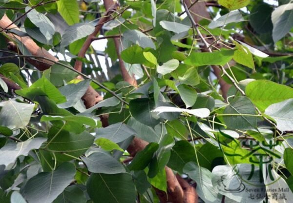 Ficus Religiosa, Sacred Fig Seed 50 PCS, Bodhi Tree Seeds Putishu - Image 4