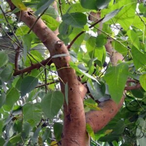 Ficus Religiosa, Sacred Fig Seed 50 PCS, Bodhi Tree Seeds Putishu