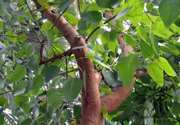 Ficus Religiosa, Sacred Fig Seed 50 PCS, Bodhi Tree Seeds Putishu