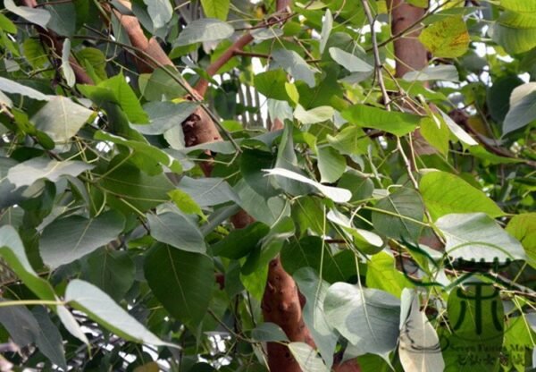 Ficus Religiosa, Sacred Fig Seed 50 PCS, Bodhi Tree Seeds Putishu - Image 5