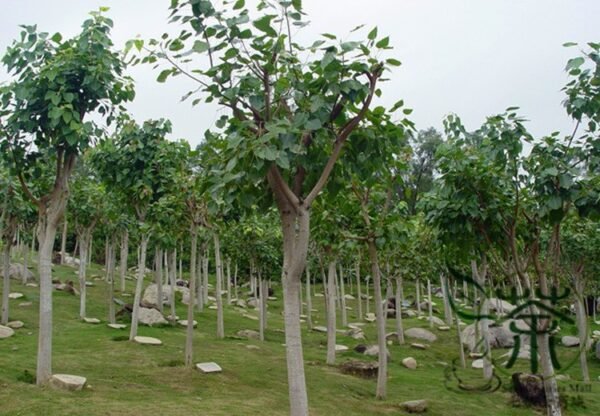 Ficus Religiosa, Sacred Fig Seed 50 PCS, Bodhi Tree Seeds Putishu - Image 7