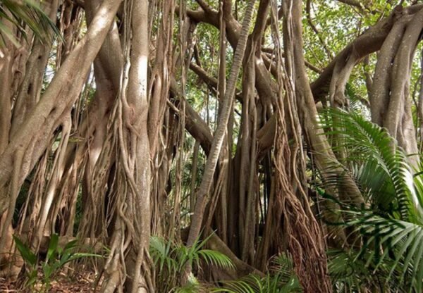 Ficus Religiosa, Sacred Fig Seed 50 PCS, Bodhi Tree Seeds Putishu - Image 8