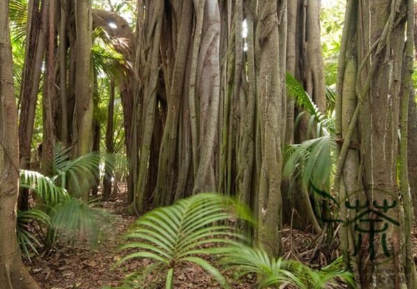 Ficus Religiosa, Sacred Fig Seed 50 PCS, Bodhi Tree Seeds Putishu - Image 9