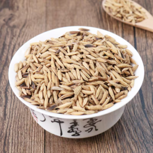 Organic Herba Rice-grain Sprout 100g Roasted Fructus Oryzae Germinatus Great Quality