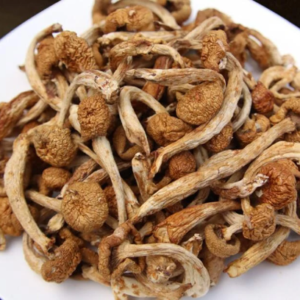 Recommend Pholiota Nameko 100g Premium Dried Nameko Mushroom Very Delicious